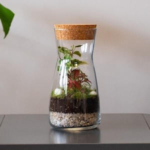 DIY Terrarium Kit with Jar and Plants 'Porto' | Small Bottle Terrarium Kit | Terrarium Starter Kit | Mossarium | Light Up Terrarium Kit