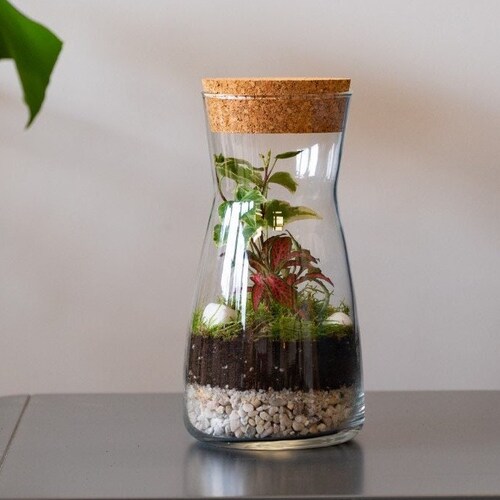 Small DIY Terrarium Starter Kit With Optional 2 Plants and Etsy