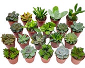 Mix of Baby Succulents Plants Open Terrariums Random Selection 5 cm pot
