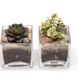 Succulent Plant Arrangement DIY in Glass Cube Planter | Open DIY Terrarium Kit | Fairy Garden | Plant lover gift | Succulent Plant Gift Box