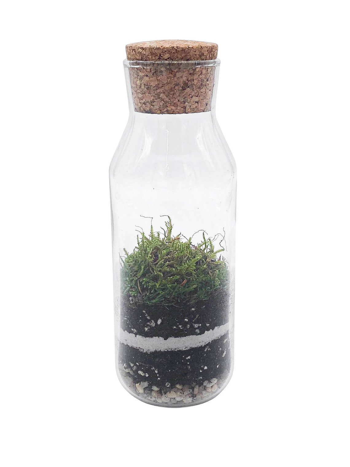Mini Complete DIY Terrarium Kit with Jar and Plants Bottle Etsy
