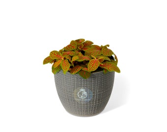 Fittonia Mosaic Skeleton  8.5 cm pot | Lime Red Fittonia | Nerve Plant | Terrarium Plant | Closed Terrarium Plant | House Plant |