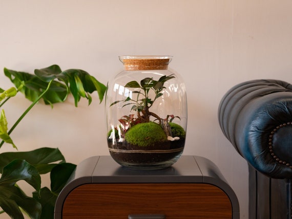 ewiges terrarium bonsai Verdant Horizon – Bonsai Forest Terrarium in Riverstone Glass – modernrium