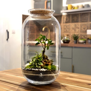 K&ouml;nnte beinhalten: Ein transparentes Glas-Terrarium mit einem Korkdeckel, das einen kleinen Ficusbaum, Moos und Steine enth&auml;lt. Das Terrarium steht auf einem Holztisch.