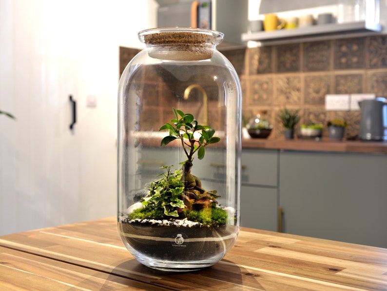 K&ouml;nnte beinhalten: Ein transparentes Glas-Terrarium mit einem Korkdeckel, das einen kleinen Ficusbaum, Moos und Steine enth&auml;lt. Das Terrarium steht auf einem Holztisch.