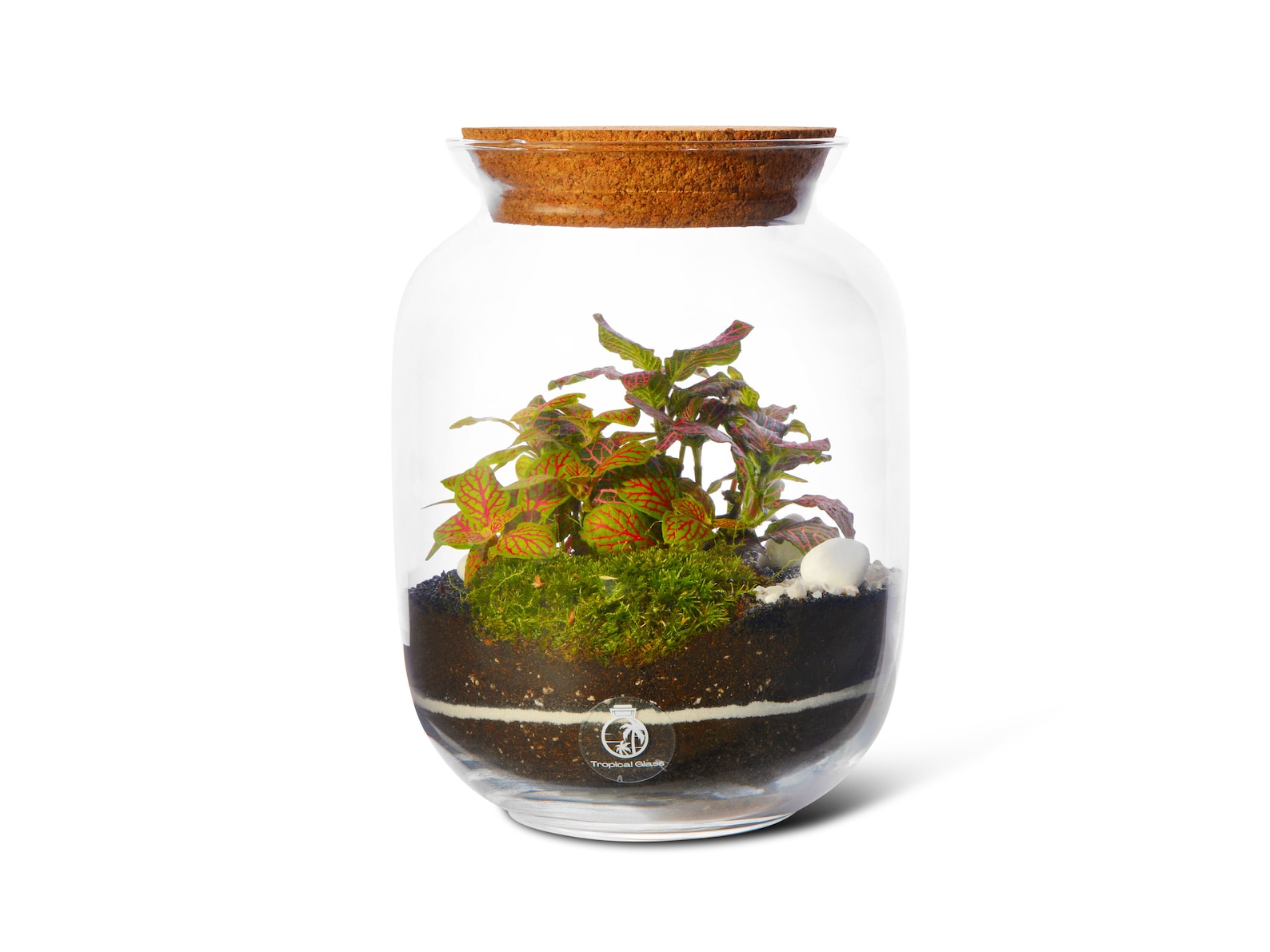 Closed DIY Terrarium Kit With 22 Cm Container and Plants Etsy UK