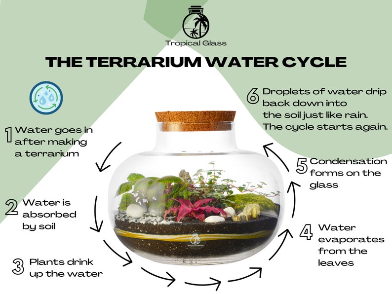Terrarium Kit with Cork Lid 'Porto' Mini Garden in a Glass Enclosed Terrarium Fittonia, Ivy, Carpet Moss Ecosystem image 7