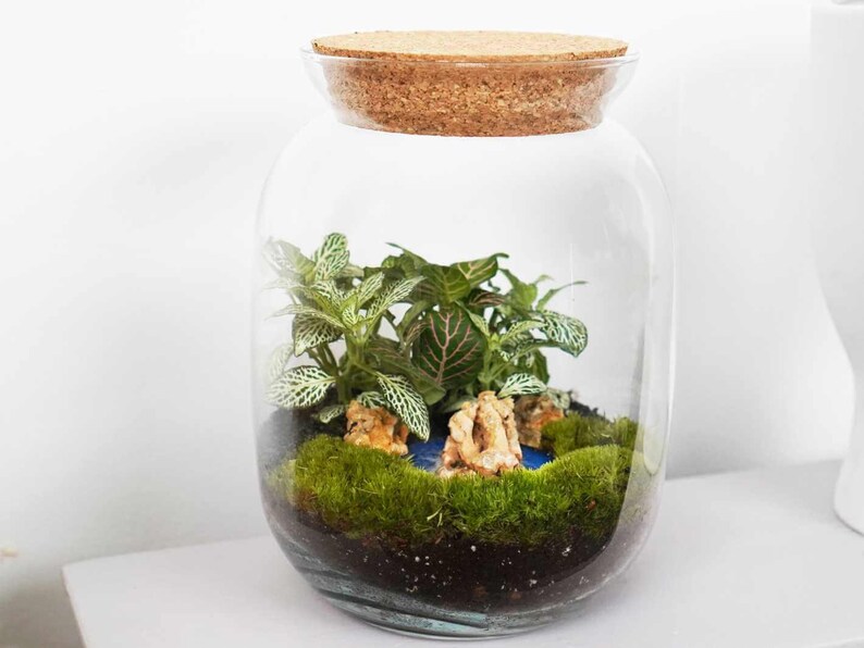 May include: A glass terrarium with a cork lid, containing green moss, small white and green plants, and decorative rocks. The terrarium is on a white surface.
