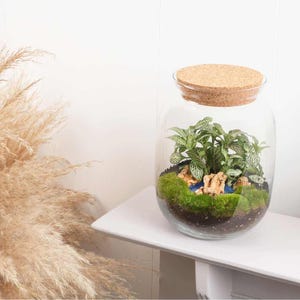 May include: A clear glass jar terrarium with a cork lid. The terrarium contains green plants, moss, and a small blue pond. The jar is sitting on a white shelf.
