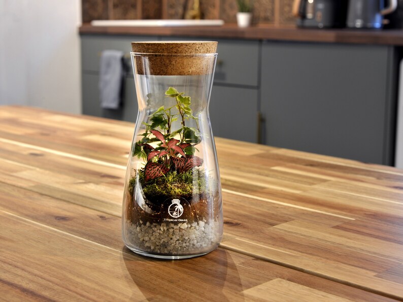 Terrarium Kit with Cork Lid 'Porto' Mini Garden in a Glass Enclosed Terrarium Fittonia, Ivy, Carpet Moss Ecosystem image 5