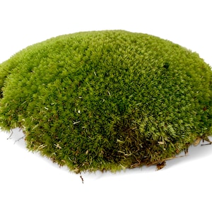 Live Cushion Moss for Terrariums | Bun Moss | Mossarium | Terrarium Plant | Terrarium Supplies