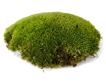 Live Cushion Moss for Terrariums | Bun Moss | Mossarium | Terrarium Plant | Terrarium Supplies
