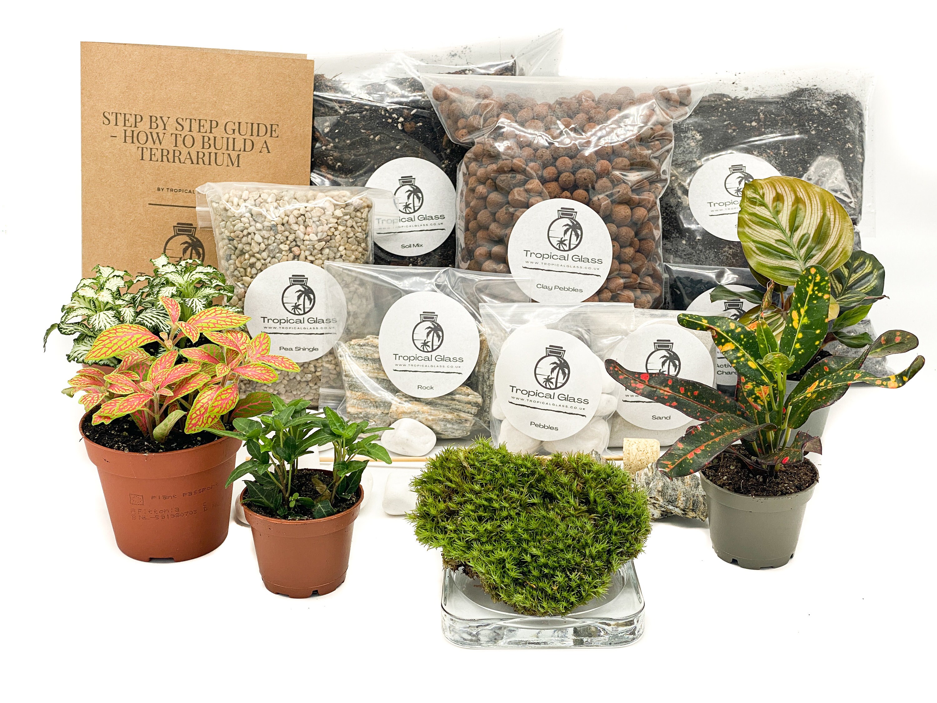 XL DIY Terrarium Starter Kit With Optional 5 Plants and Moss Etsy UK