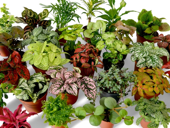 hanging planter hooks Wooden plant hanger