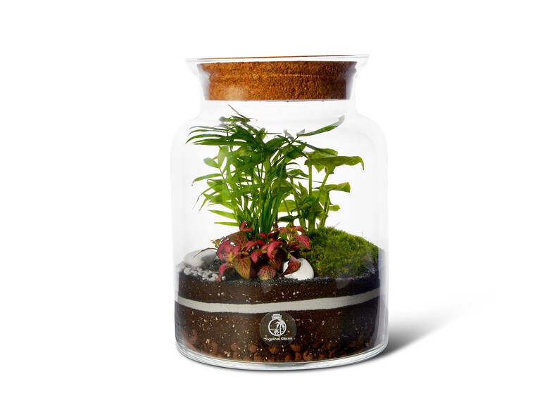 Closed DIY Terrarium Kit With Container Plants and Etsy