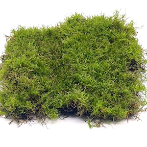 Live Carpet Moss for Terrariums | Flat Moss | Carpet Moss | Mossarium | Terrarium Supplies