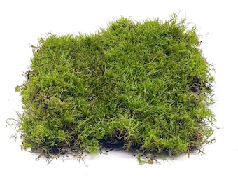 Live Carpet Moss for Terrariums | Flat Moss | Carpet Moss | Mossarium | Terrarium Supplies
