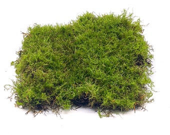 Live Carpet Moss for Terrariums | Flat Moss | Carpet Moss | Mossarium | Terrarium Supplies