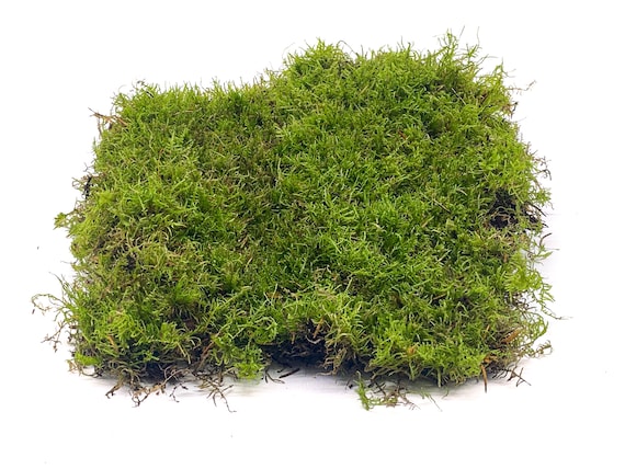 Live Carpet Moss for Terrariums Flat Moss Carpet Moss Mossarium