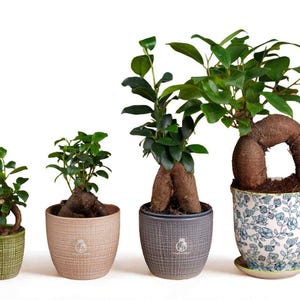 Baby Ficus Ginseng Bonsai | Easy-Care Houseplant | Terrarium Plant | Ficus Microcarpa | Rare Mini Tree Gift | Indoor Plant for Beginners