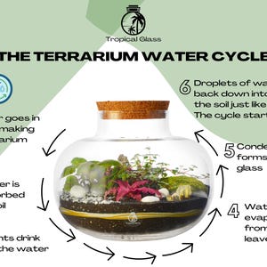 May include: Diagram illustrating the water cycle in a terrarium. The cycle starts with water being added to the terrarium, then being absorbed by the soil, then being taken up by plants, then evaporating from the leaves, then condensing on the glass, and finally dripping back down into the soil.
