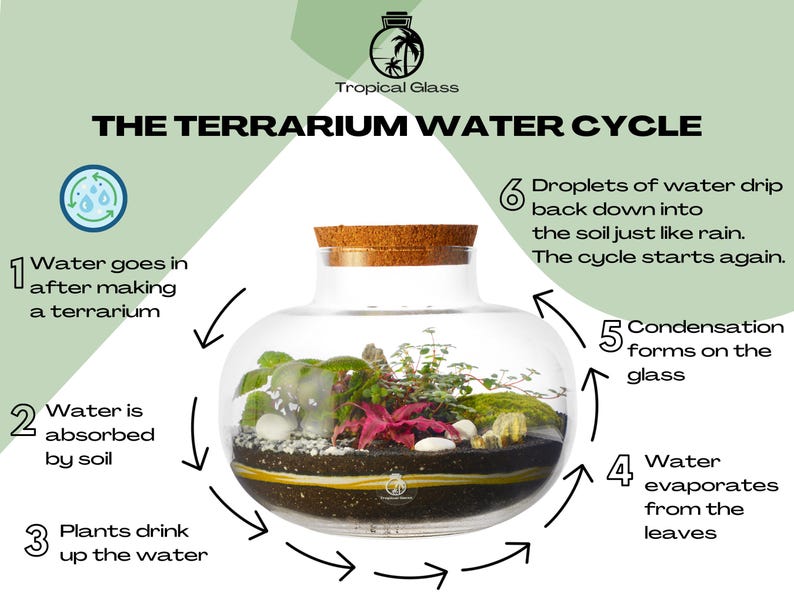 May include: Diagram illustrating the water cycle in a terrarium. The cycle starts with water being added to the terrarium, then being absorbed by the soil, then being taken up by plants, then evaporating from the leaves, then condensing on the glass, and finally dripping back down into the soil.