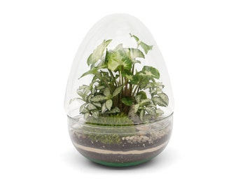 Closed Terrarium Kit DIY with Container, Plants, Decorations 'Santiago'| Beginner Friendly Terrarium | Handblown | Fairy Garden |
