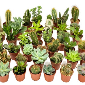 May include: A selection of small cacti and succulents in brown plastic pots. The plants exhibit diverse green shades, textures, and forms, including spiky cacti and smooth-leaved succulents. The arrangement is set against a white backdrop.