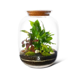 DIY Terrarium Kit with 32cm Glass Jar, Plants and Decorations &#39;Bonn&#39; | Complete Terrarium Kit | Keg Shape | Terrarium with Light