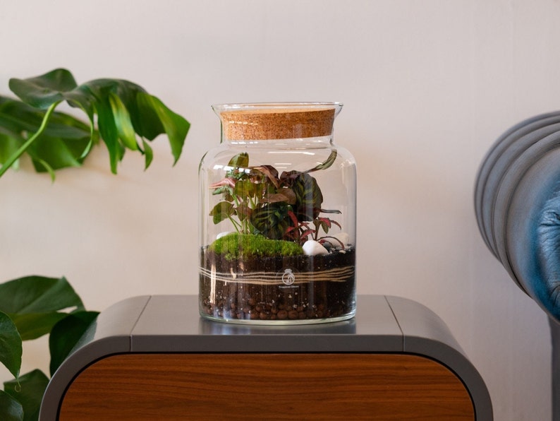Closed DIY Terrarium Kit With Container Plants and Etsy