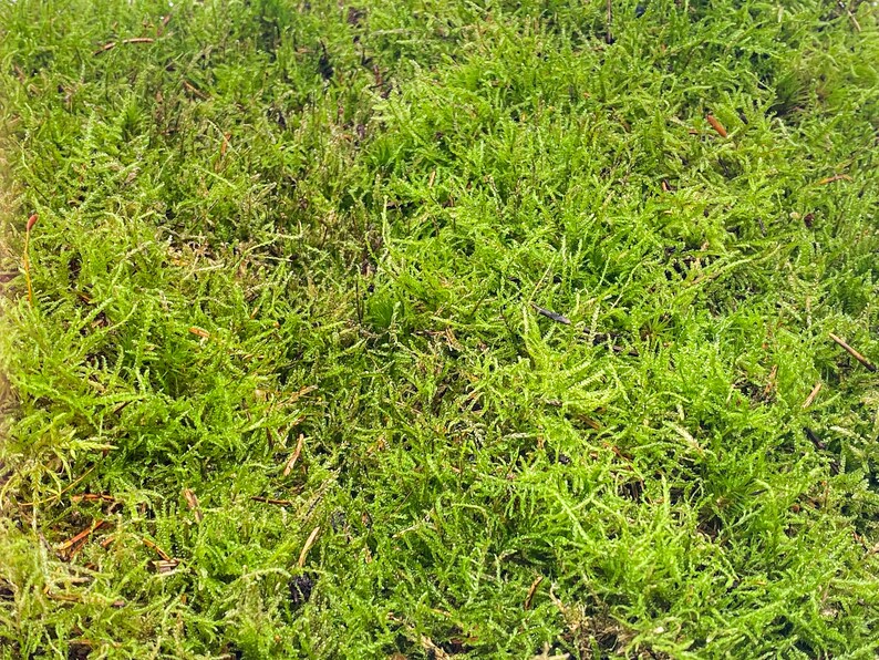 Live Carpet Moss for Terrariums Flat Moss Carpet Moss Etsy