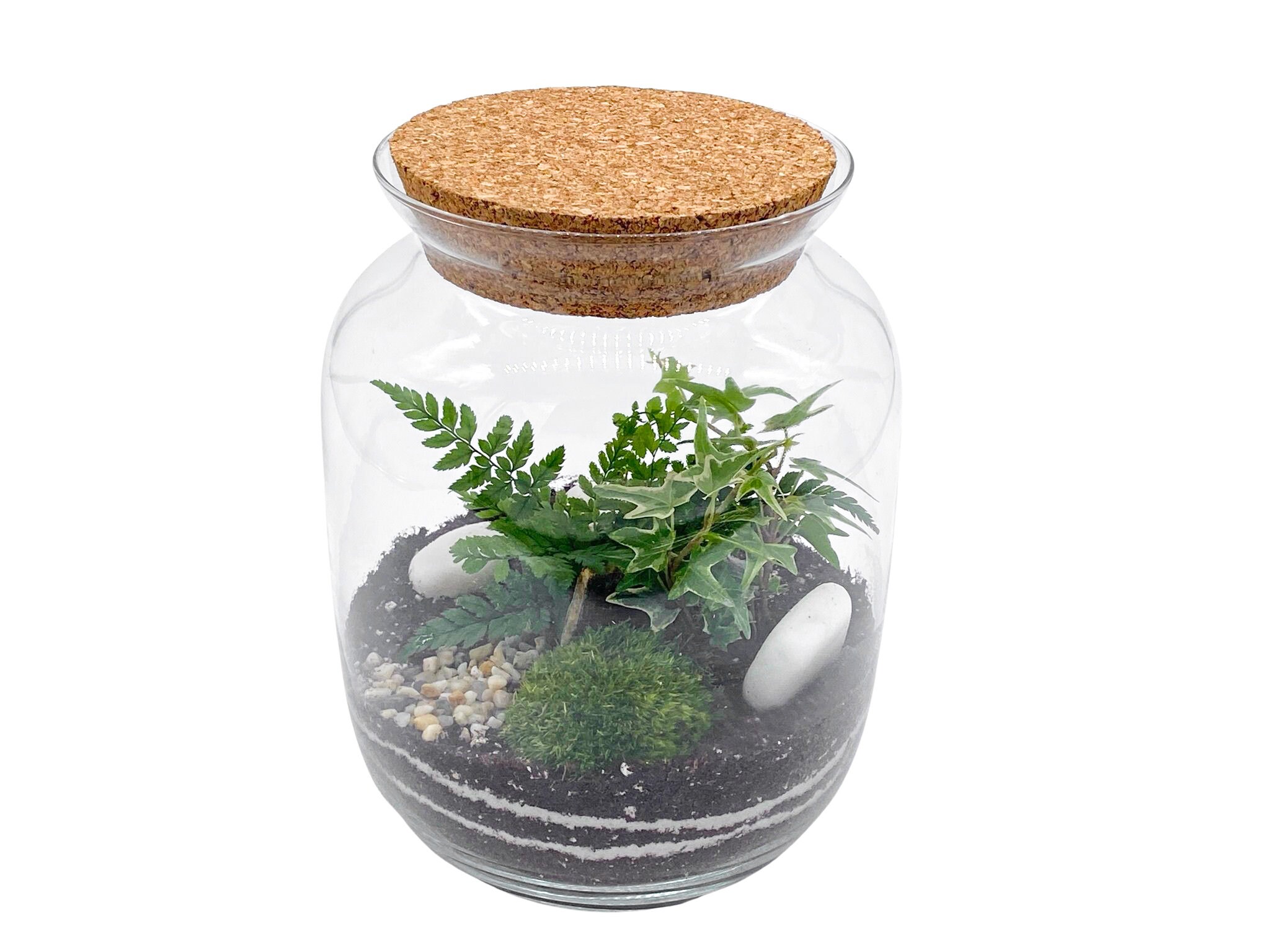 Closed DIY Terrarium Kit with Container Plants and Etsy