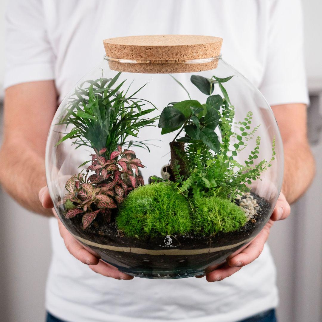 Large Bonsai Terrarium Closed Terrarium Orb Beginners Closed Terrarium