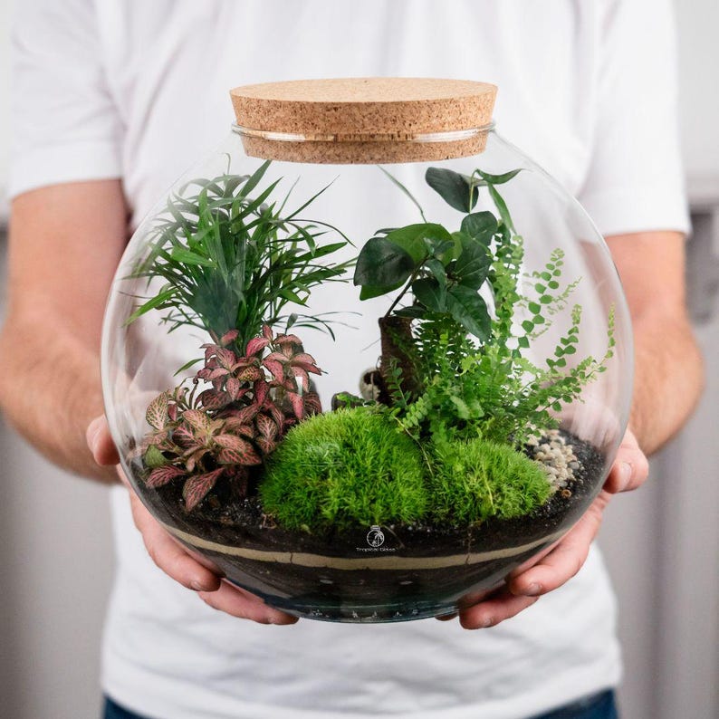 Large Bonsai Terrarium Closed Terrarium Orb Beginners Closed Terrarium
