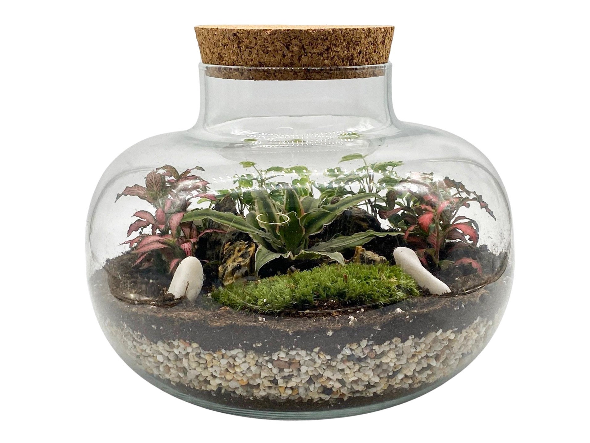 Complete DIY Terrarium Kit with 22cm Glass Jar Plants and Etsy