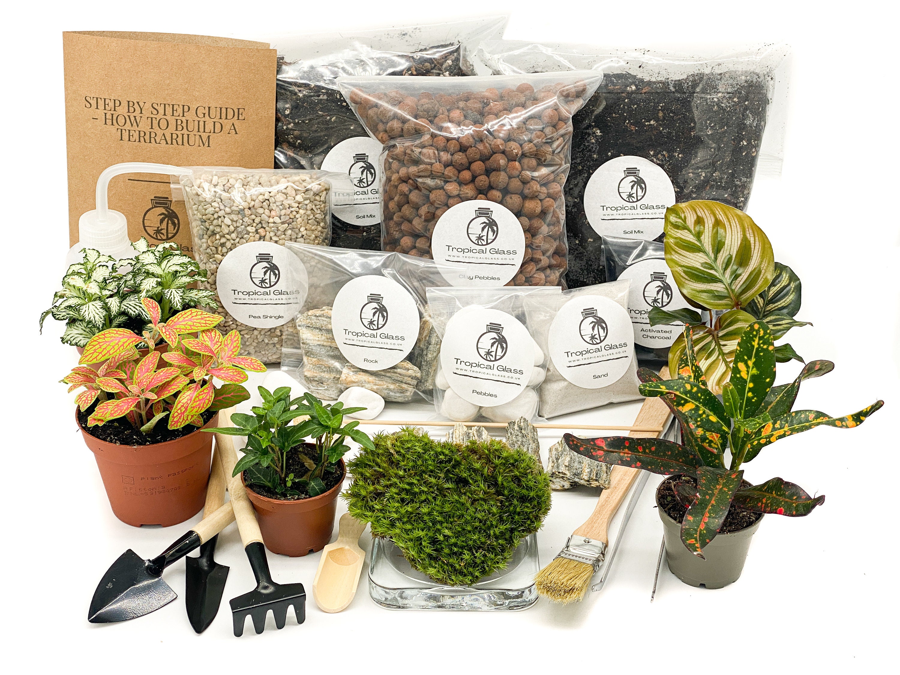 XL DIY Terrarium Starter Kit With Optional 5 Plants and Moss Etsy