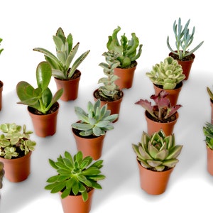May include: A collection of small potted succulents in various shapes and colours, including green, red, and grey-green, arranged on a white background. The plants are in small, brown plastic pots.