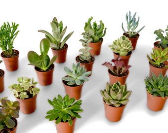 Mix of Baby Succulents Plants | Open Terrariums |  Random Selection | 5 cm pot