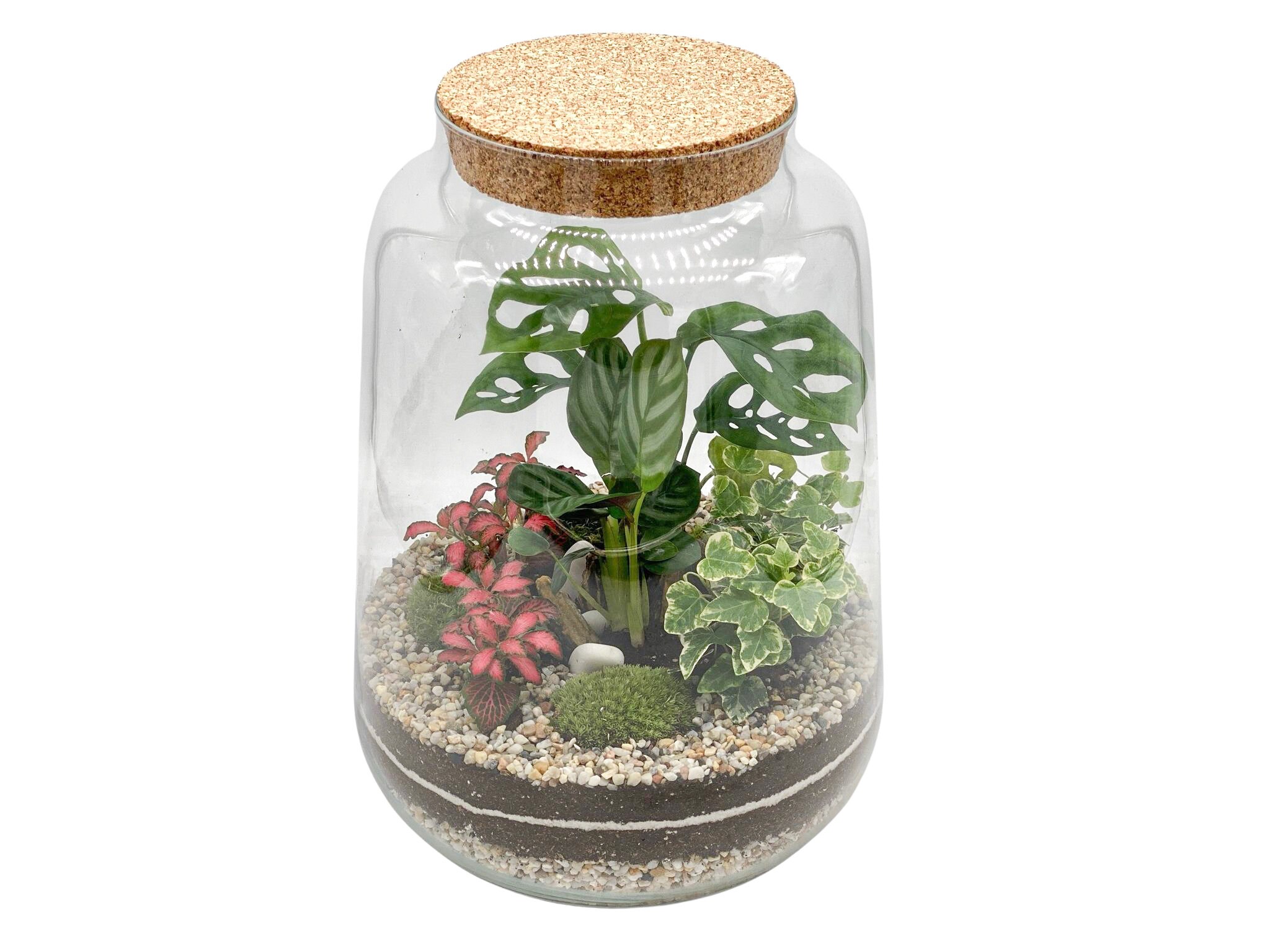 Closed DIY Terrarium Kit with 35cm Jar Plants and Decorations Etsy