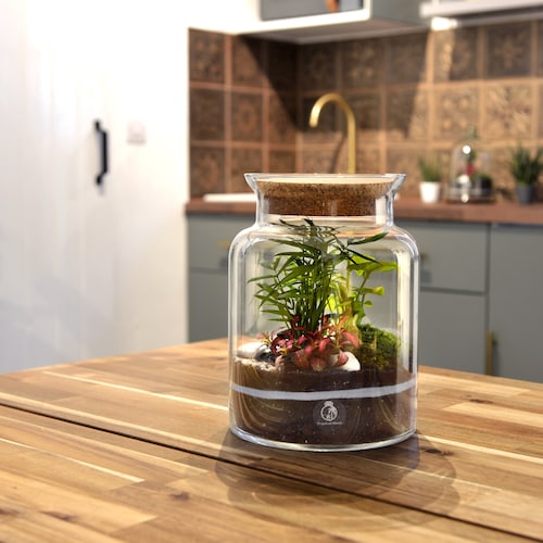 DIY Terrarium Kit Plants & Container Optional Etsy UK