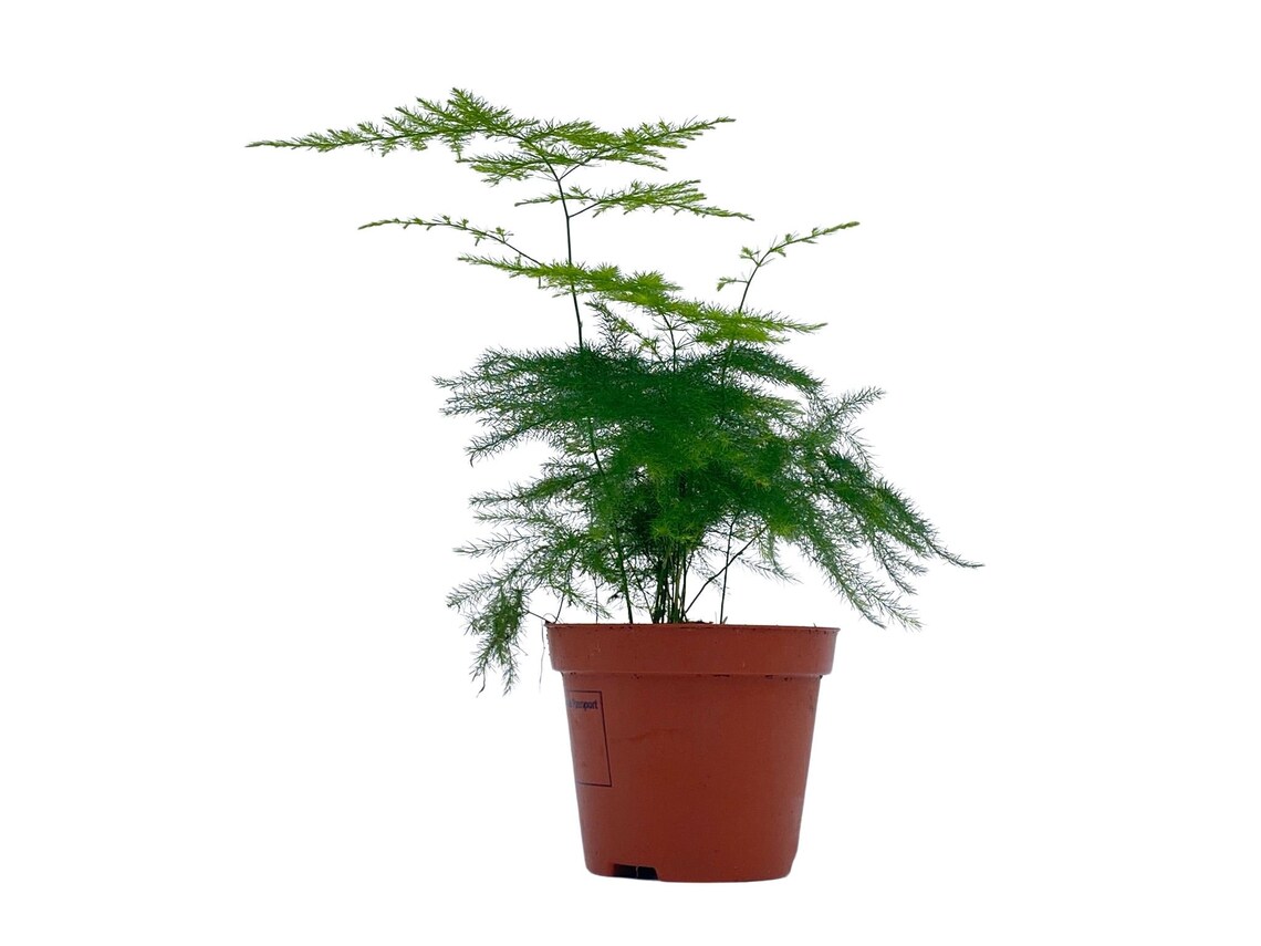 Asparagus Fern Baby Plant Asparagus Plumosus Terrarium Etsy
