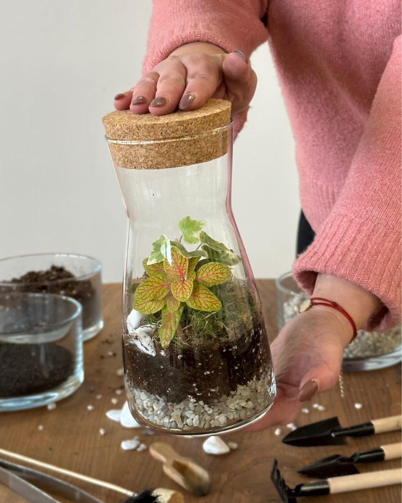 Terrarium Kit with Cork Lid 'Porto' Mini Garden in a Glass Enclosed Terrarium Fittonia, Ivy, Carpet Moss Ecosystem image 3