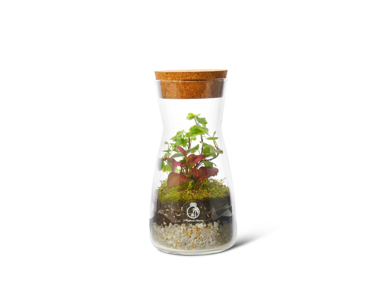 Terrarium Kit with Cork Lid 'Porto' Mini Garden in a Glass Enclosed Terrarium Fittonia, Ivy, Carpet Moss Ecosystem image 2