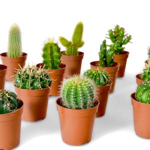 May include: A selection of cacti in small, brown plastic pots. The cacti display diverse shapes and sizes, with green bodies and some with visible spines. The pots are uniform in colour and size, creating a visually appealing arrangement.
