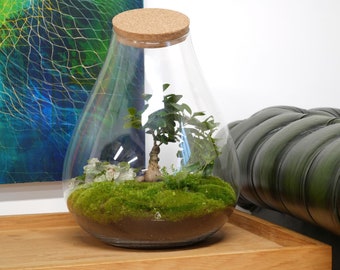 DIY XL Terrarium Kit with Bonsai Tree H: 42 cm