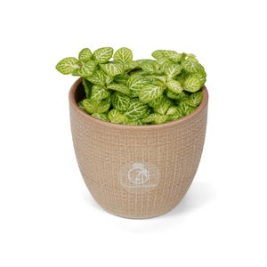 May include: A small potted plant with bright green leaves and white veining. The plant sits in a beige textured ceramic pot. The pot is round and has a small logo sticker on the front. The plant is a Fittonia, also known as a nerve plant.