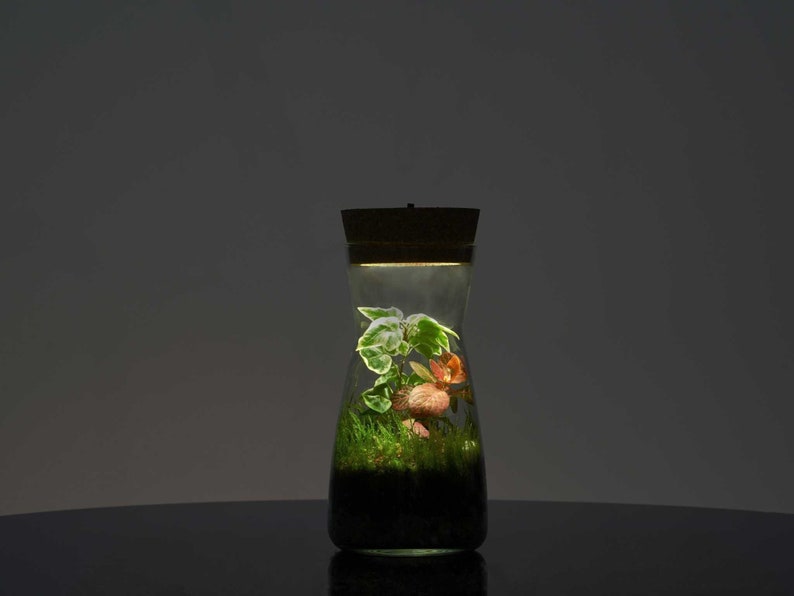 Terrarium Kit with Cork Lid 'Porto' Mini Garden in a Glass Enclosed Terrarium Fittonia, Ivy, Carpet Moss Ecosystem image 1