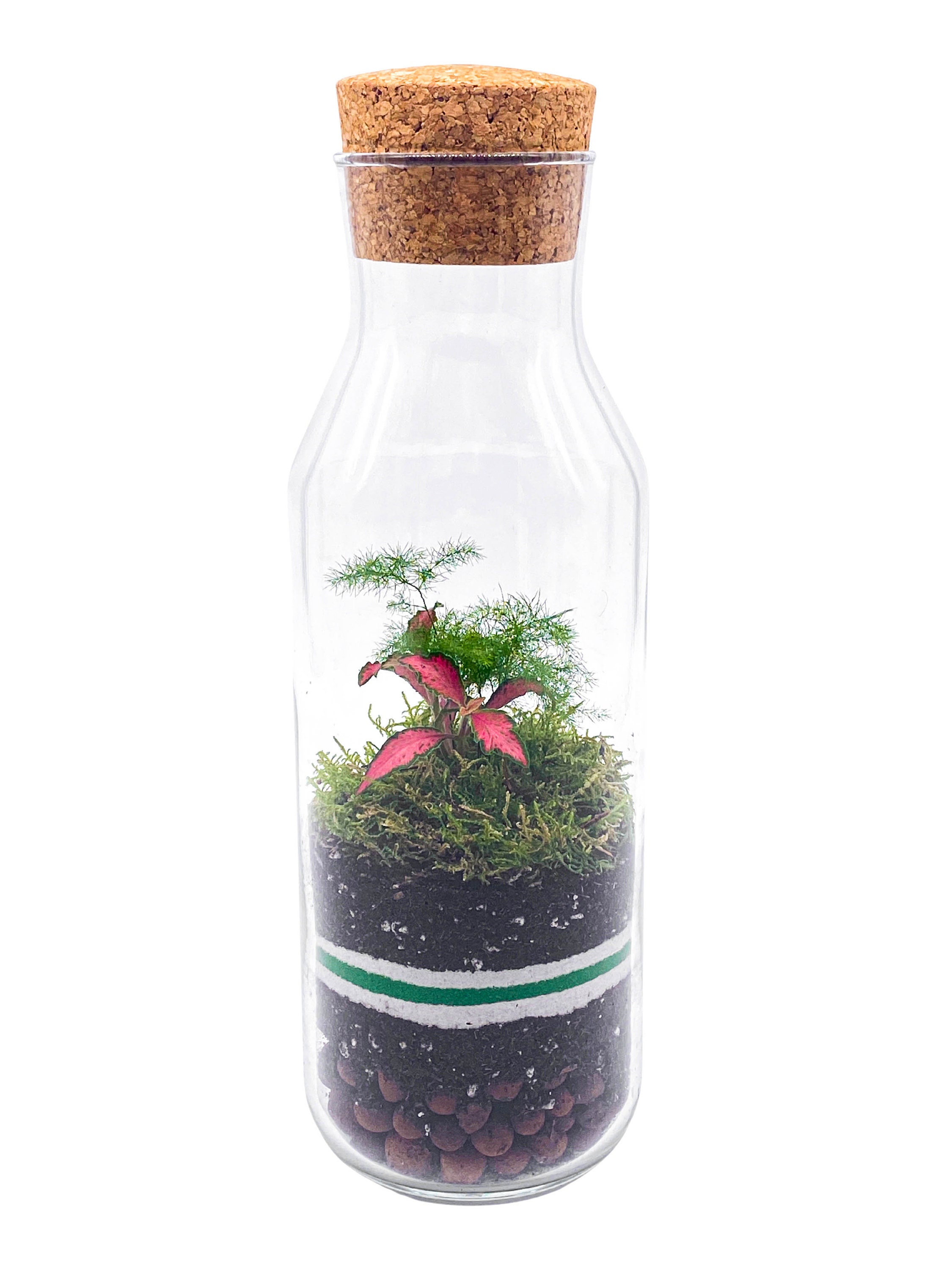 Bottle DIY Terrarium Kit with Cork Lid and Plants DIY Etsy