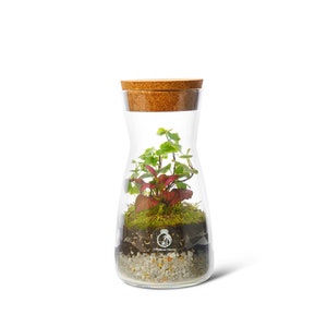 Terrarium Kit with Cork Lid 'Porto' Mini Garden in a Glass Enclosed Terrarium Fittonia, Ivy, Carpet Moss Ecosystem image 8