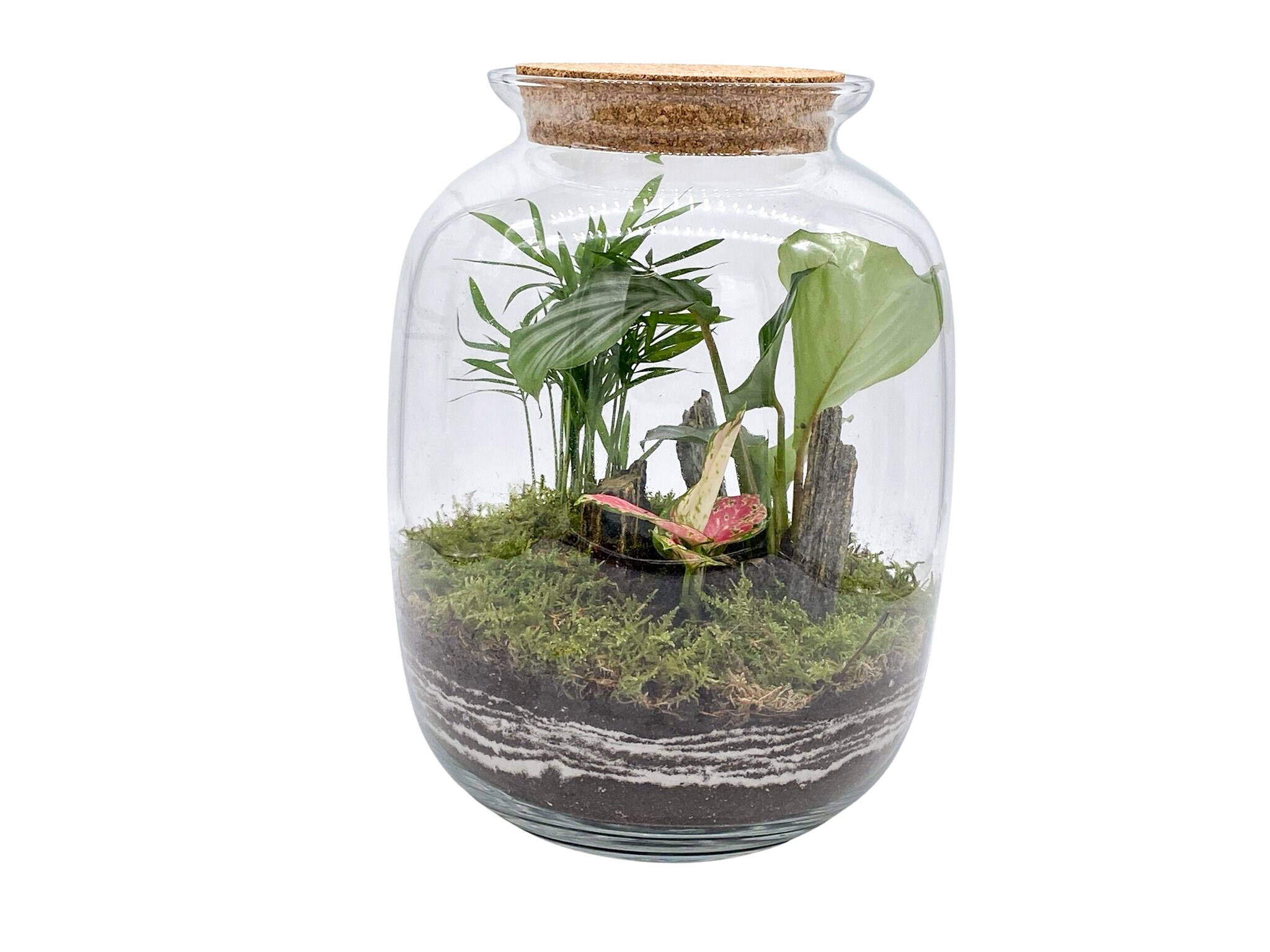 DIY Terrarium Kit with 32cm Glass Jar Plants and Decorations | Etsy